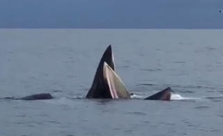 [Clip] Đàn cá voi nô đùa trên biển Cô Tô