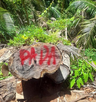 UBND tỉnh Quảng Nam yêu cầu điều tra vụ phá rừng ở huyện Nam Giang