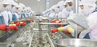 Ngành tôm trước áp lực giá nguyên liệu