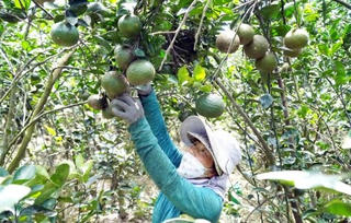 Liên kết để thoát lỗ
