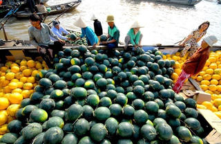 Đồng bằng sông Cửu Long: Mùa trái cây sôi động