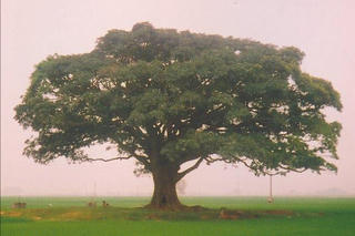 Bóng cây và khoảng trời