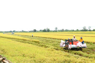 Làm gì để định vị gạo Việt trước kỷ nguyên mới?