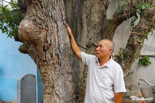 Chiêm ngưỡng 4 cây di sản trong khuôn viên đình cổ