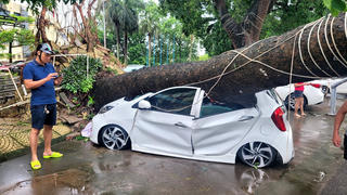 Hải Phòng: Cây xà cừ bật gốc đè bẹp ô tô con