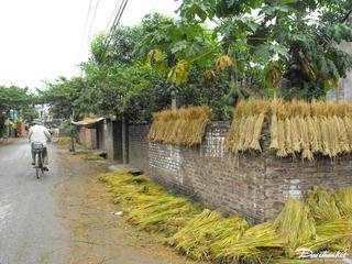 Rơm rạ xốn xang