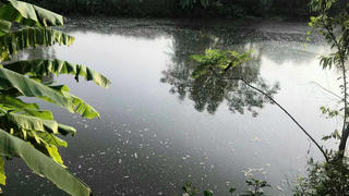 Điêu đứng vì trại lợn gây ô nhiễm