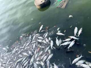 Cá chết nổi trắng, bốc mùi hôi thối quanh hồ Tây