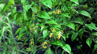 Tử vong do uống nhầm nước sắc từ cây lá ngón