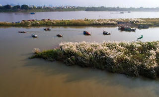 Bãi sông, Cỏ và Tôi