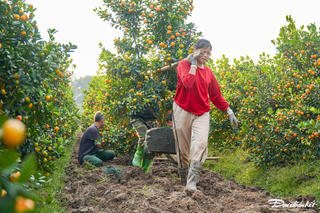 Lao động đào, bốc quất ở xứ Thanh, kiếm nửa triệu đồng mỗi ngày