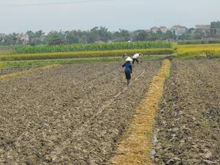 Hà Nội tăng cường quản lý vật tư nông nghiệp