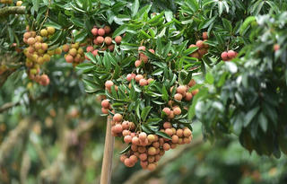 Thêm 43 mã số được cấp cho vải thiều Bắc Giang