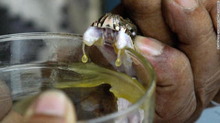 250 người bị rắn cắn chêt trong 3 tuần ở 2 bang Nigeria