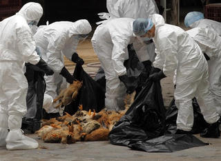 Trung Quốc bùng phát dịch cúm gia cầm H5N1