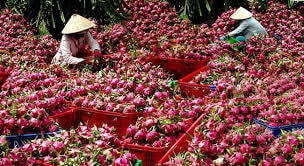 Nông sản giá giảm, tiêu thụ khó