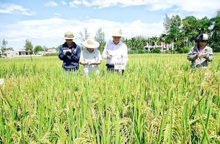 Đồng bằng sông Cửu Long: Nhiều bất cập trong sản xuất giống