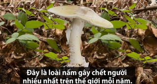 [VIDEO] Loài nấm gây chết người nhiều nhất thế giới