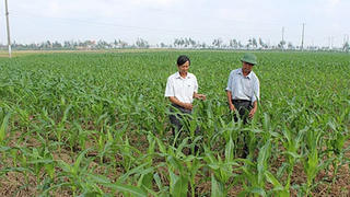Ngành nông nghiệp giảm khoảng 100.000ha đất trồng lúa