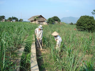 Sân chơi nào cho ngành mía đường?