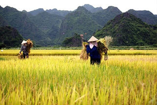 Diện tích lúa chất lượng cao tăng nhanh