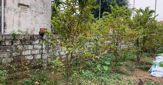 Lao vào cơn sốt đất ảo, vợ chồng nuốt nước mắt nhìn tài sản 'đội nón ra đi'