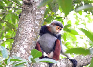 Chủ tịch phường công bố điện thoại bảo vệ rừng Sơn Trà