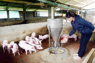 Quảng Ninh: Phụ nữ Ba Chẽ giúp nhau thoát nghèo bền vững