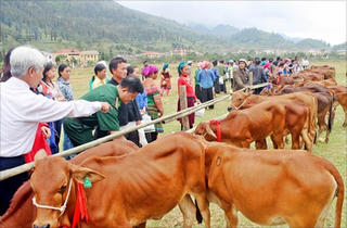 20.000 con bò giống được trao cho hộ nghèo