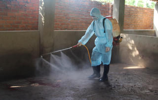 TP Buôn Ma Thuột công bố dịch tả heo châu Phi