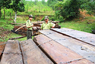 10 tháng, phát hiện hơn 1.800 vụ phá rừng ở Nam Bộ
