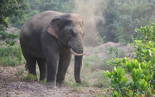 Tăng cường bảo vệ voi rừng