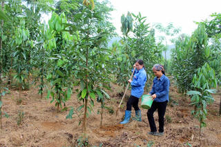Khởi sắc nhờ cây quế