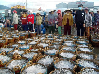 Cá cơm tăng giá, ngư dân phấn khởi