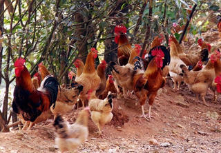 Điểm sáng Chiềng Xôm