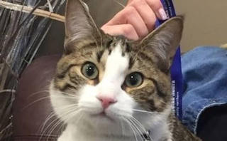 Mèo trở thành tiếp viên phi hành đoàn