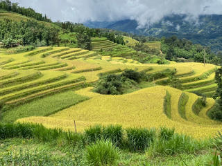 [Ảnh] Lúa chín vàng trên ruộng bậc thang, người Mông mở hội Gầu Tào