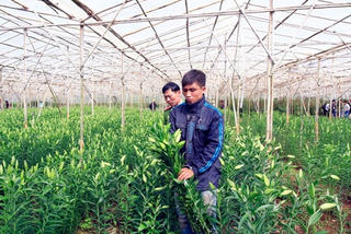 Lâm Đồng: Hai đối tượng trộm hoa lily bị bắt