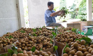Nhãn Edor, chanh Đồng Tháp xuất sang Hàn Quốc