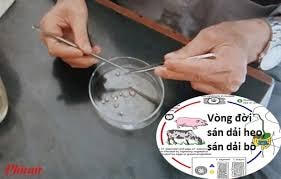 Cần hiểu đúng về sán lợn