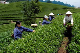 Thái Nguyên: 108 xã đạt chuẩn nông thôn mới