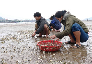 Nghệ An:Ngao chết trắng, dân khóc ròng