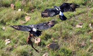 Đại bàng đen châu Phi tấn công linh dương non ở Nam Phi.