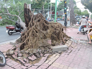 Gia Lai: Cây bất ngờ bật gốc, đè 4 người thương vong