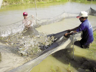 Cởi trói cho doanh nghiệp tôm