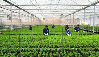 Năm 2017 có gần 2.000 doanh nghiệp đầu tư vào nông nghiệp