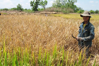 Lâm Đồng: Gần 3.340 ha lúa bị nhiễm rầy nâu