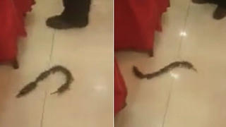 Đàn chuột nối đuôi nhau chạy gây náo loạn ở nhà hàng