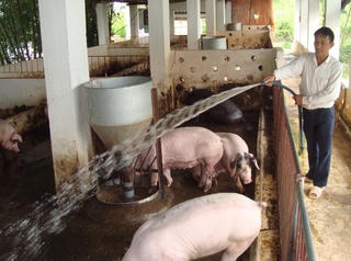 Nỗ lực giải cứu đàn lợn, giảm áp lực tồn kho