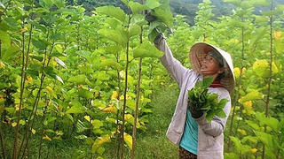 Phát triển trồng dâu nuôi tằm